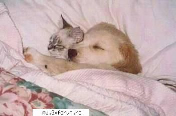 :P..ding - asta da dragoste.....iubire adevarata nene - Chestii comice